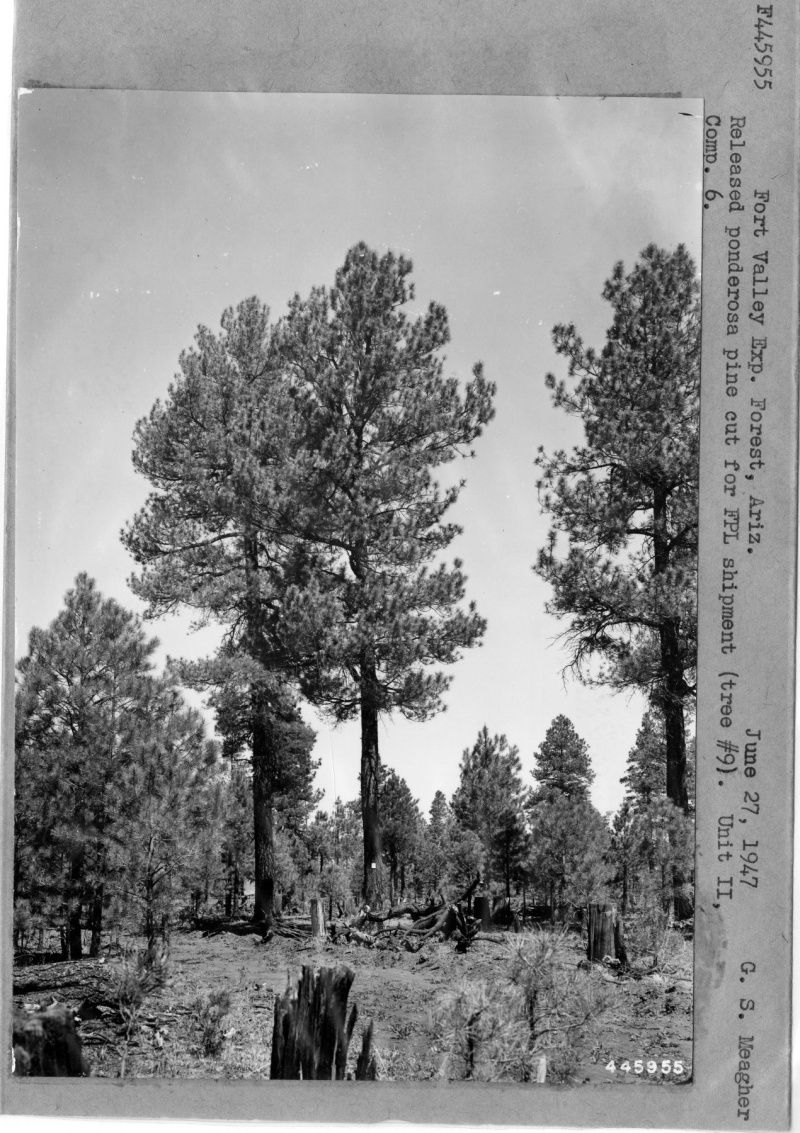 Released Ponderosa Pine