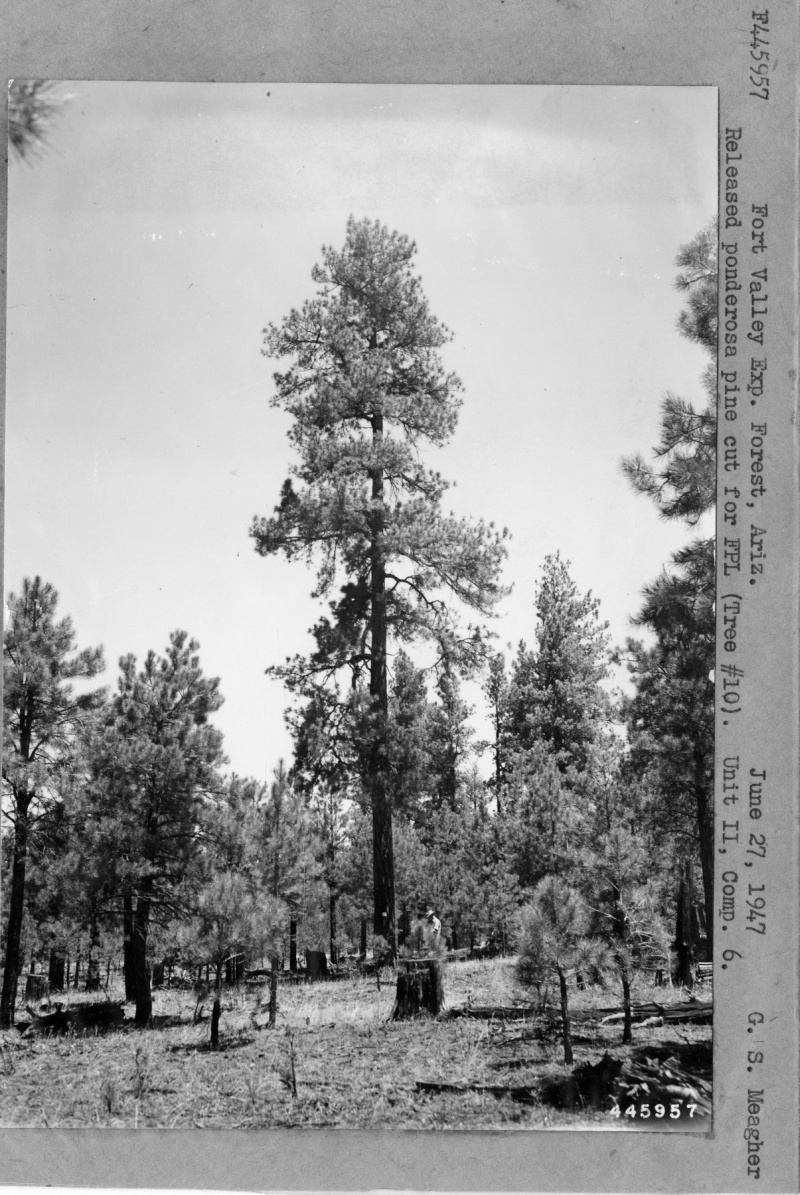 Released Ponderosa Pine