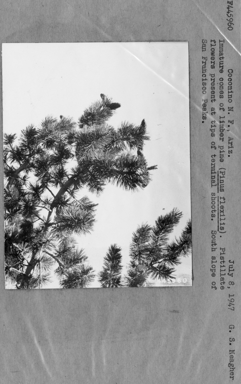 Limber Pine Cones & Flowers