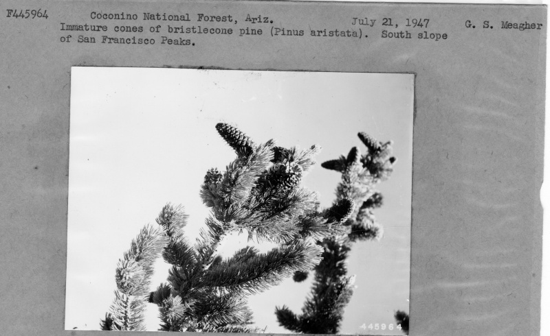 Immature Cones