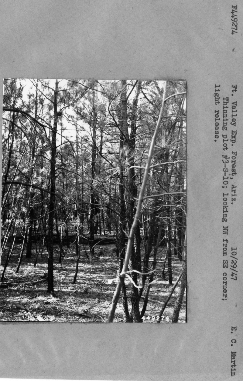 Thinning Plot