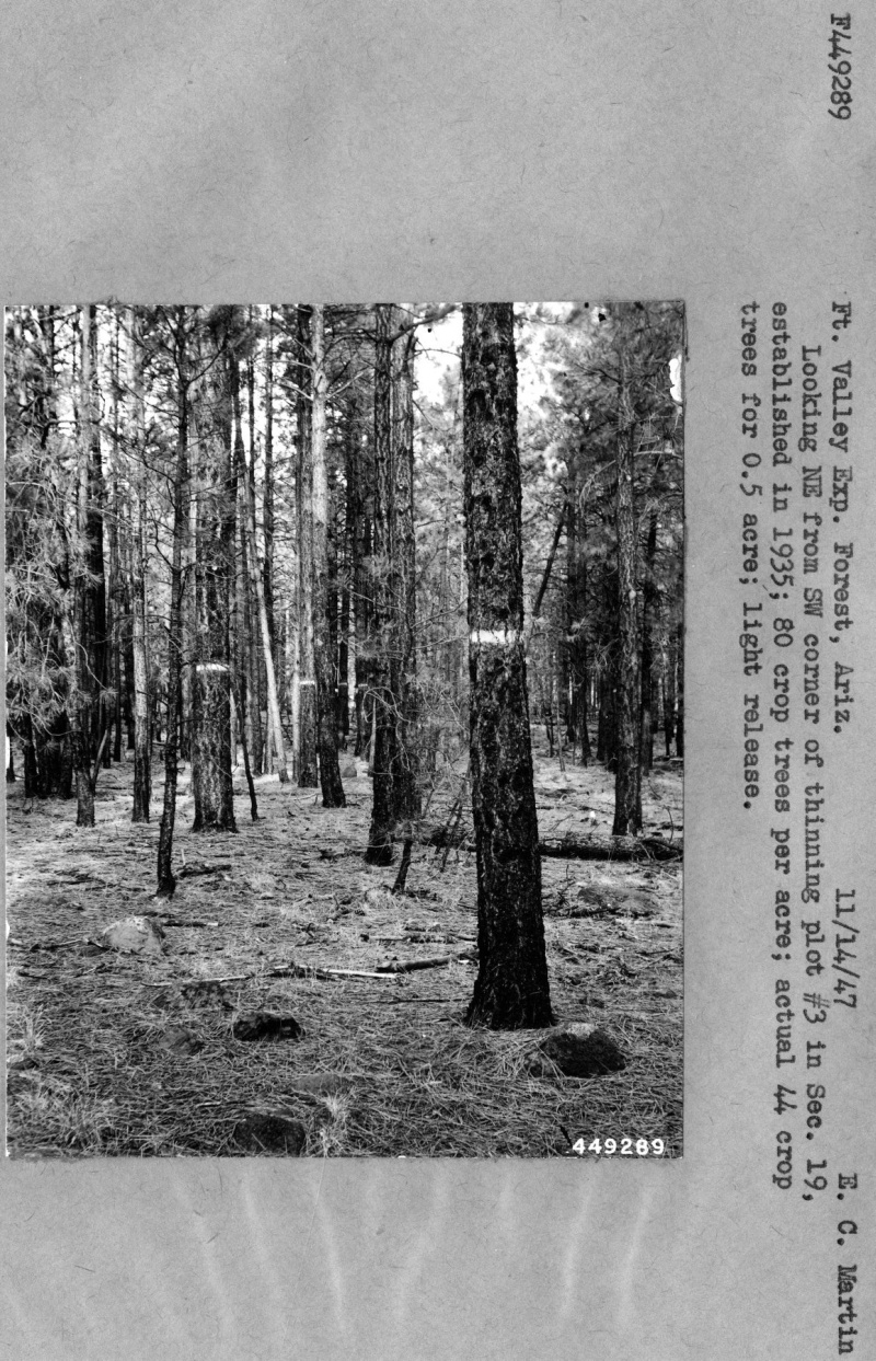Thinning Plot