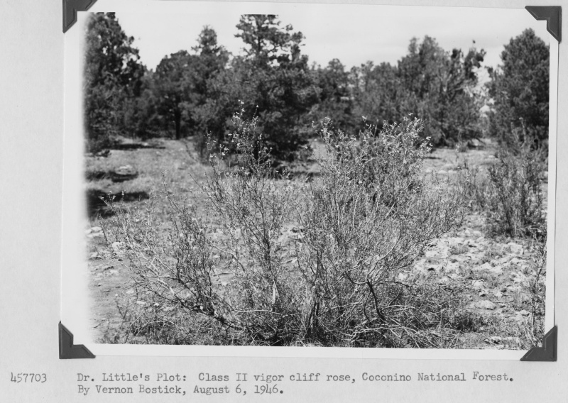 Dr. Little's Plot
