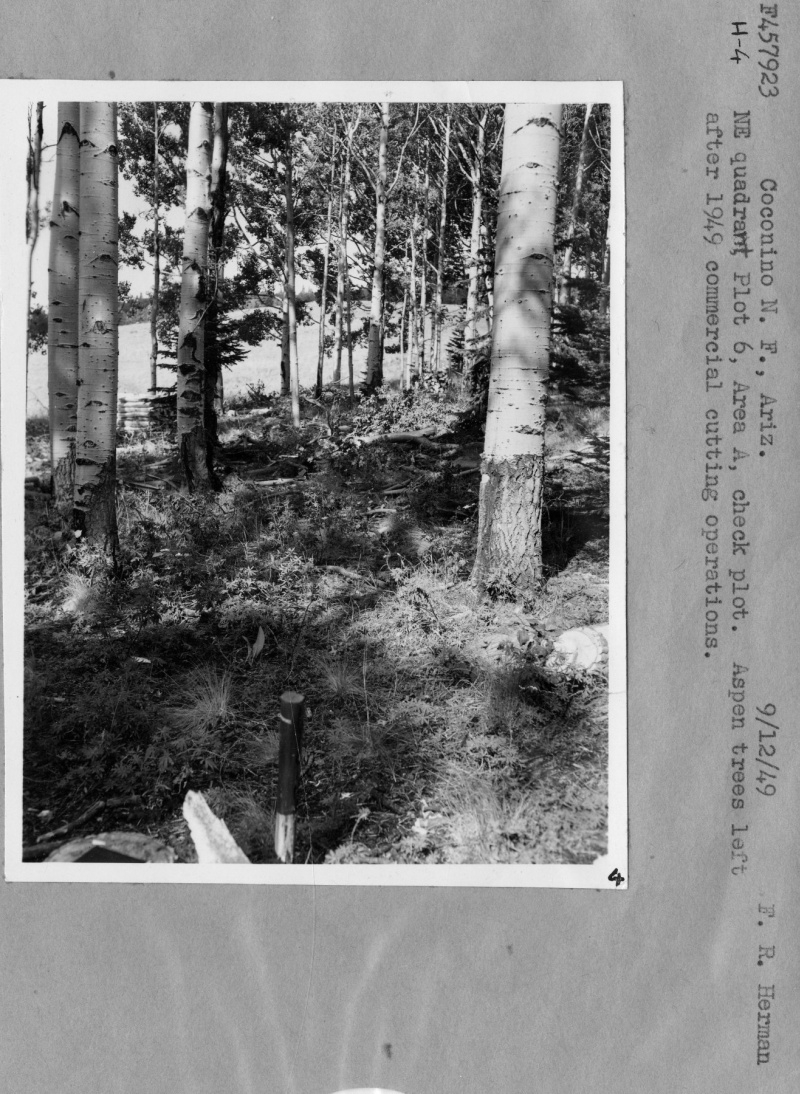 Aspen Trees