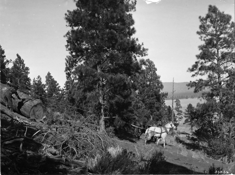 Logging