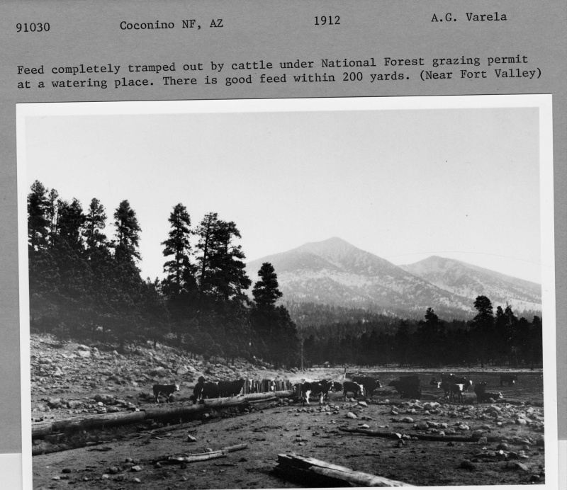 Cattle grazing near Big Leroux Springs
