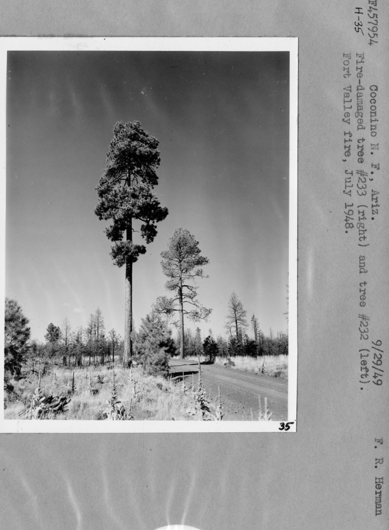 Fire Effects Fire Effects