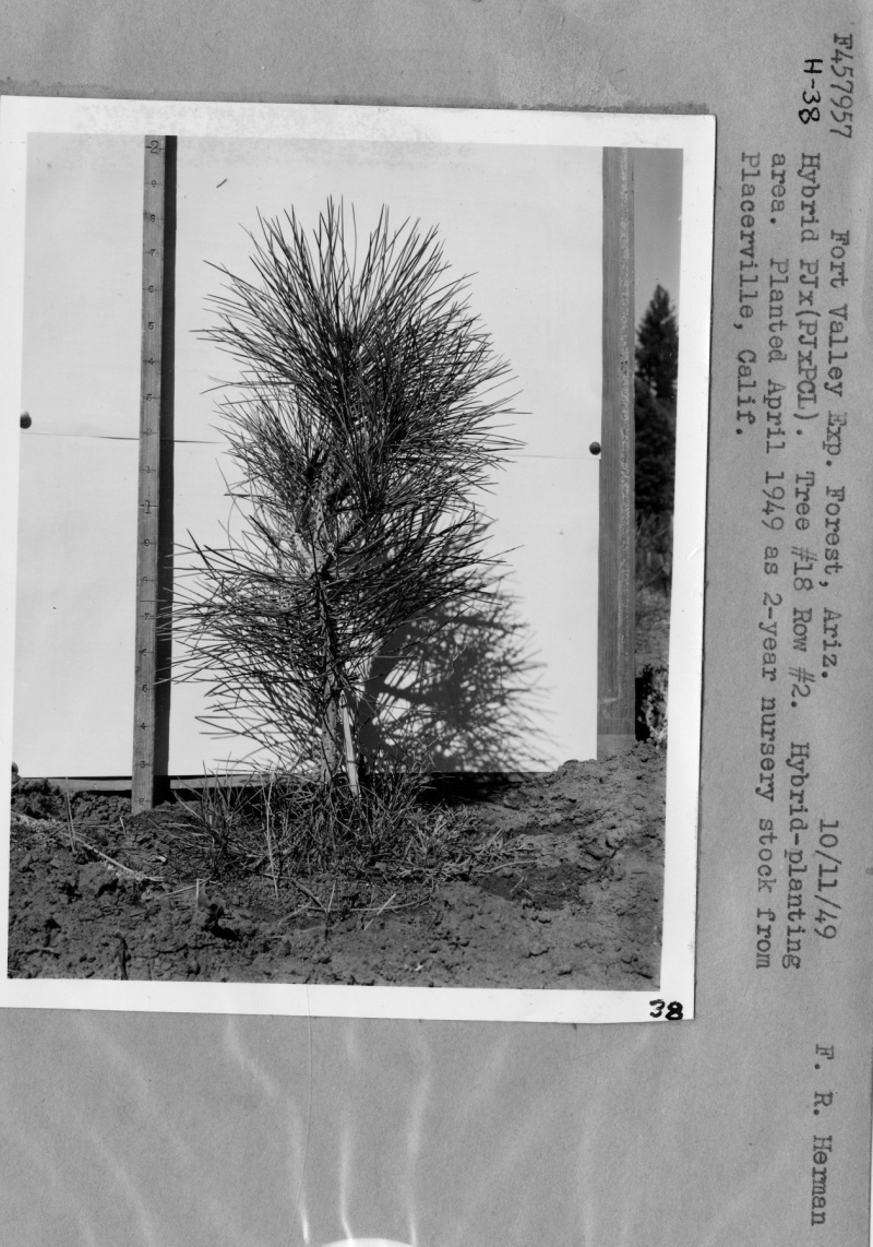 Hybrid Planting