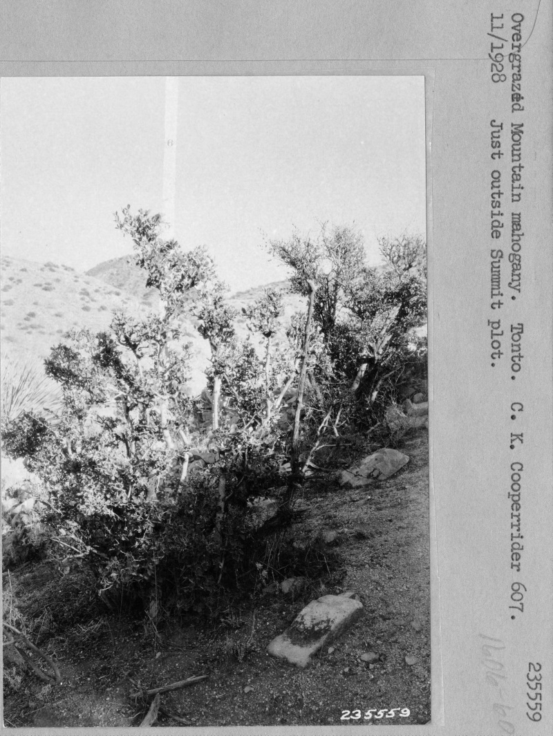Overgrazed