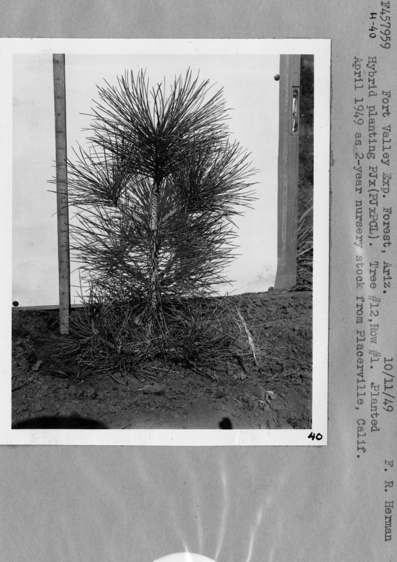 Hybrid Planting