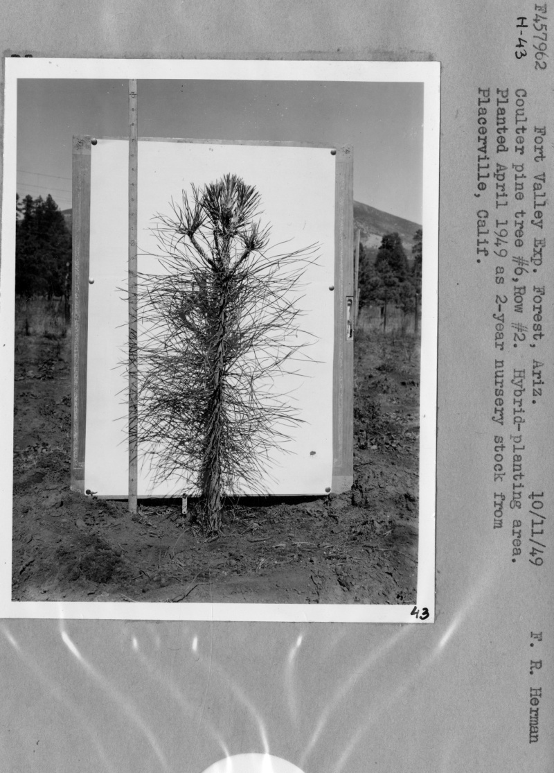 Hybrid Planting
