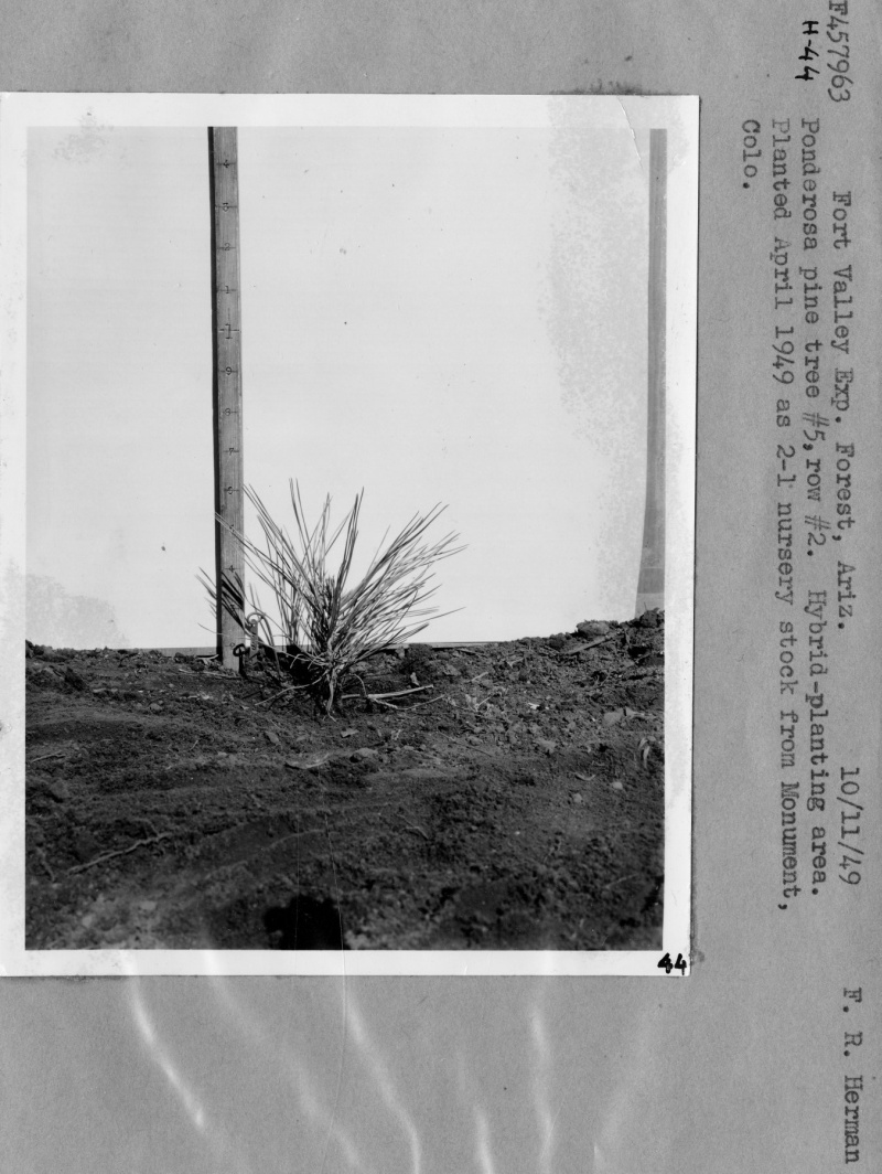 Hybrid Planting
