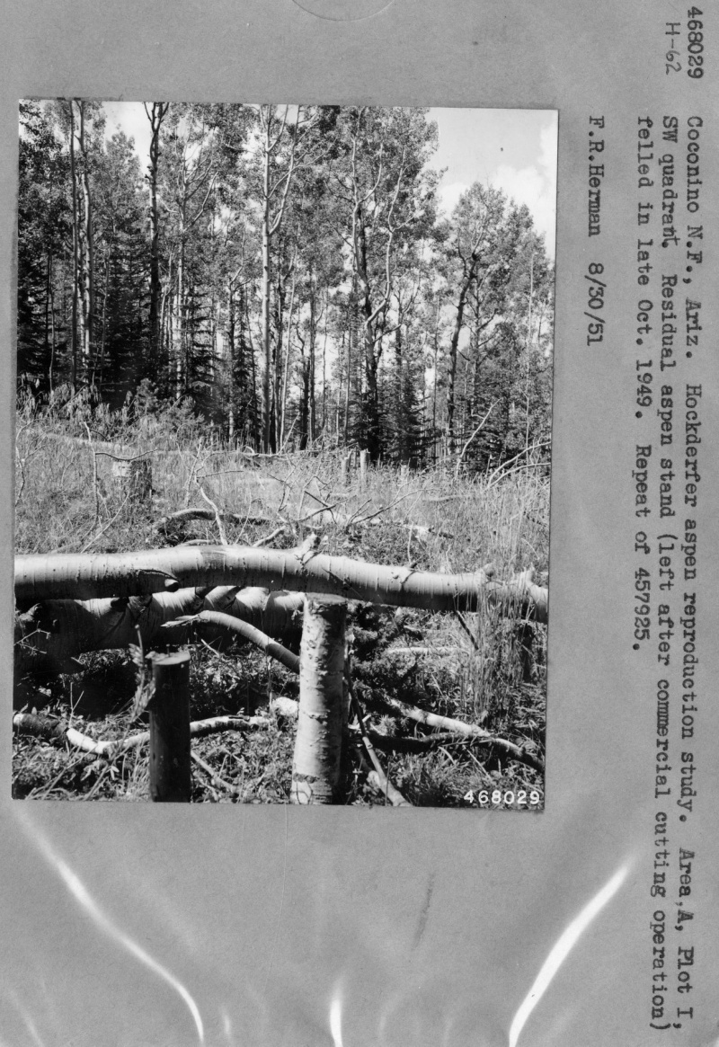 Hochderffer aspen reproduction study, 