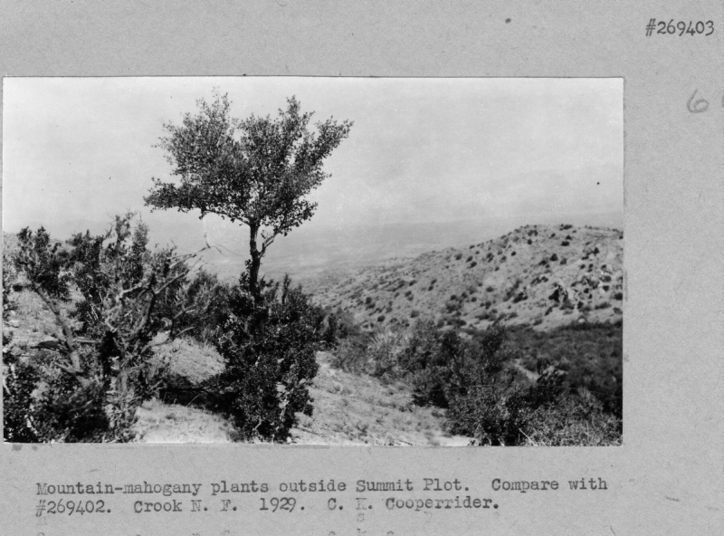 Moutain-mahogany plants