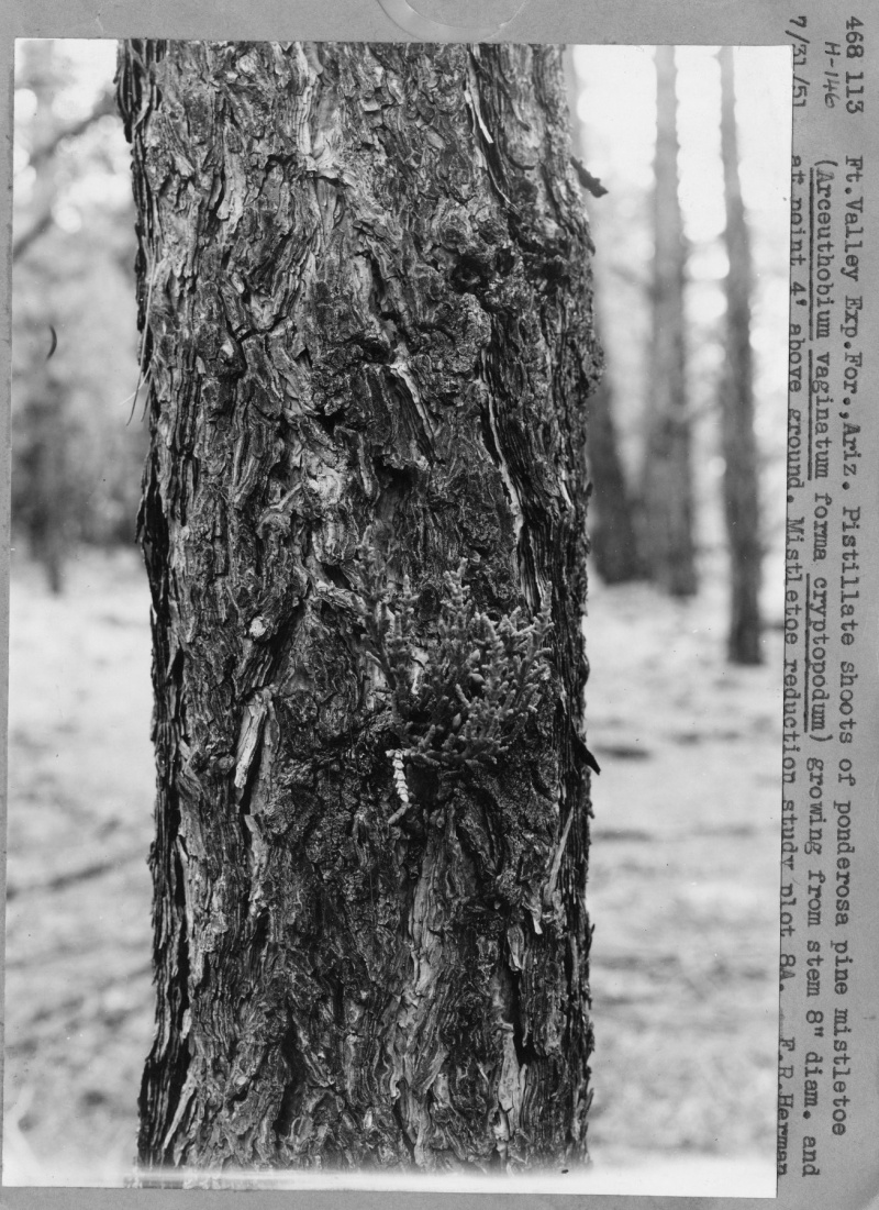 Mistletoe Reduction Study