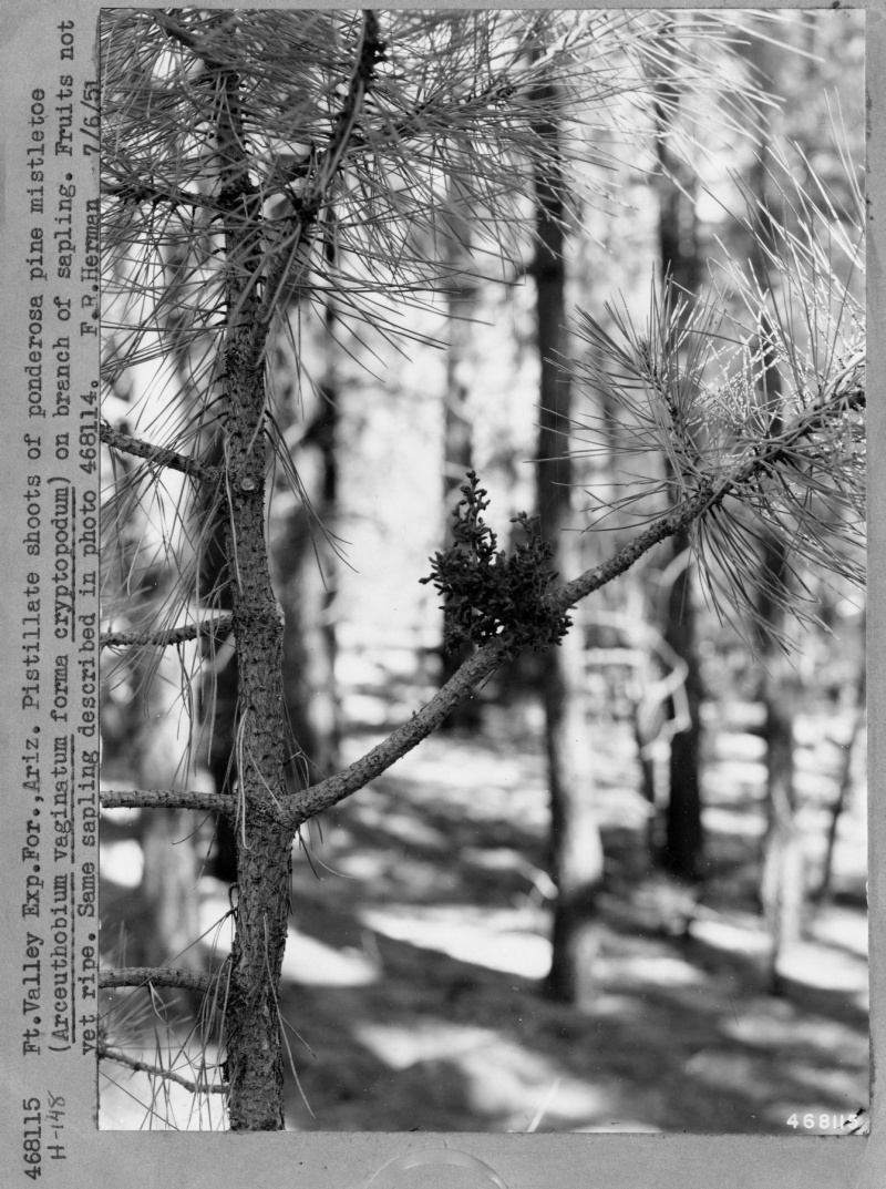 Mistletoe Reduction Study