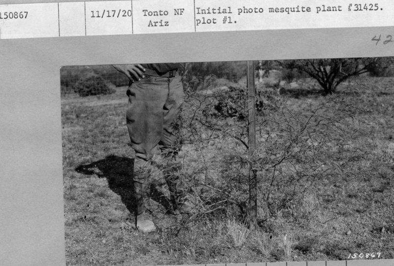 Fenced Plot