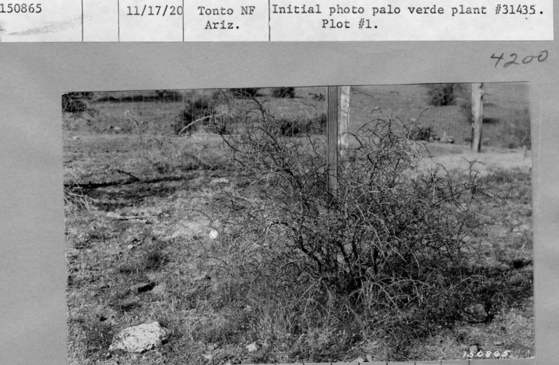 Fenced Plot