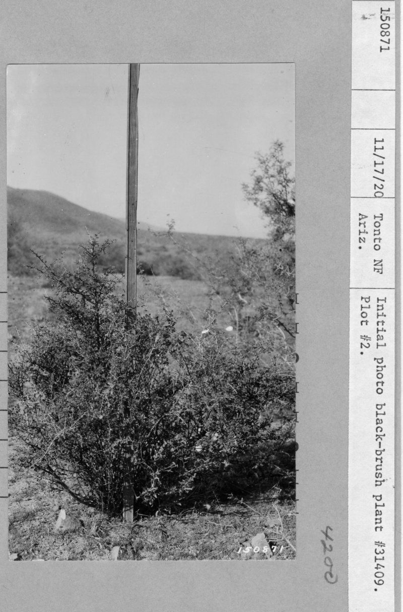 Fenced Plot