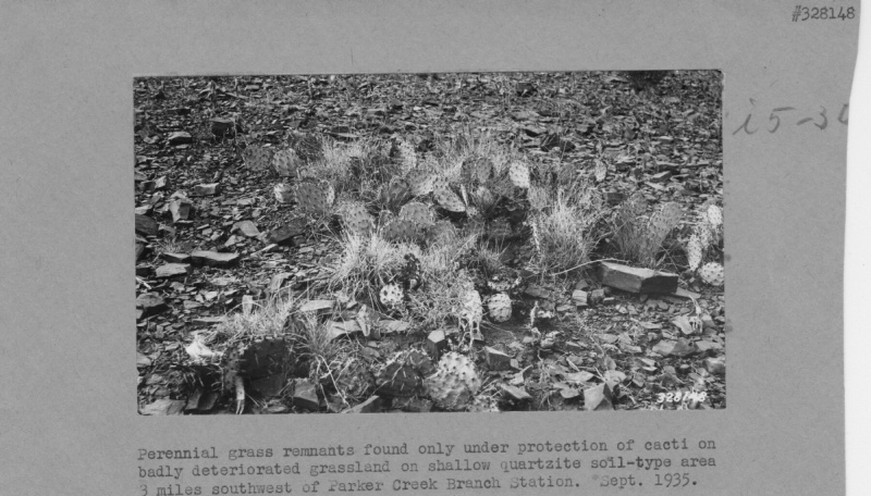 Perennial grass