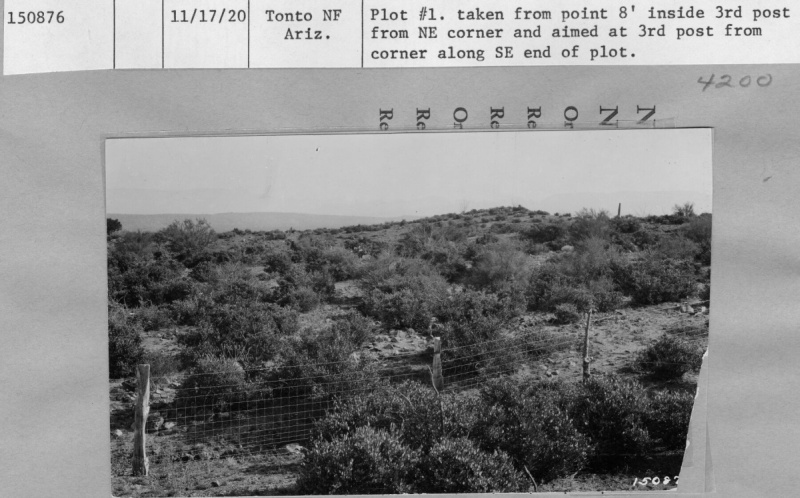 Fenced Plot