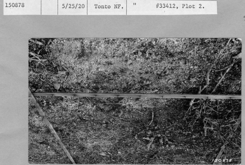 Fenced Plot