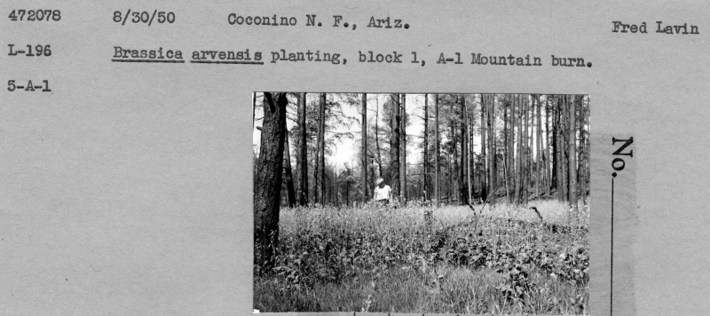 A-1 Mountain Burn