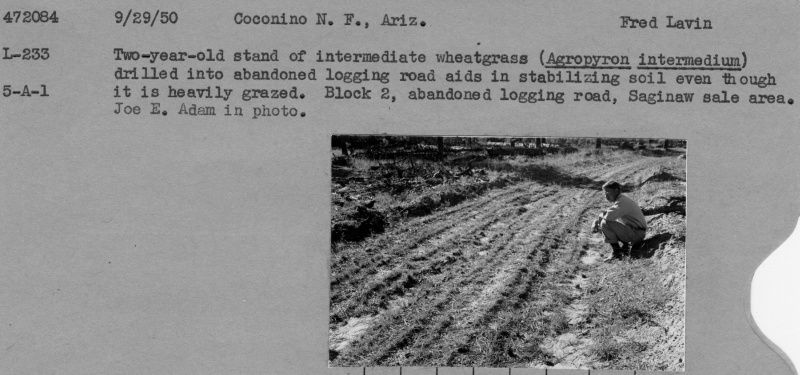 Abandoned Logging Road