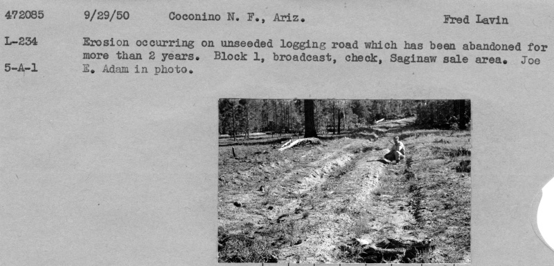 Abandoned Logging Road