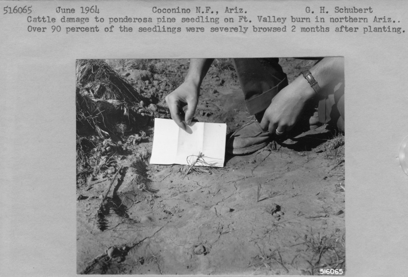 Cattle Damage