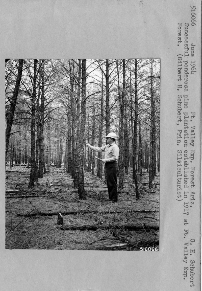 Ponderosa Pine Provenance study