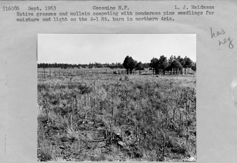 Grassland