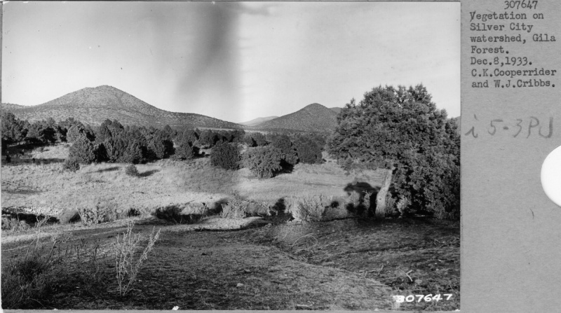 Vegetation on watershed