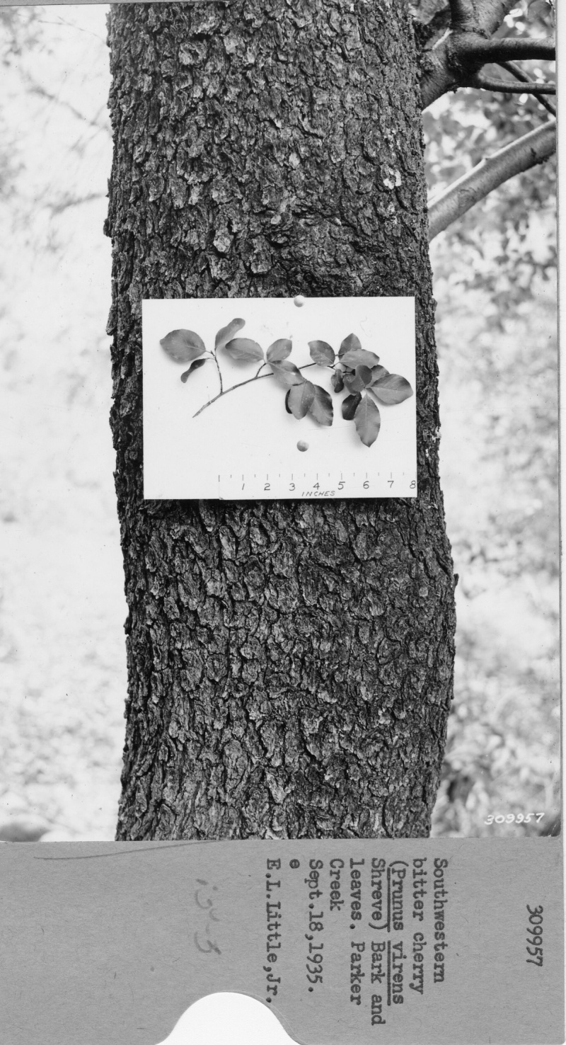 Bark and leaves