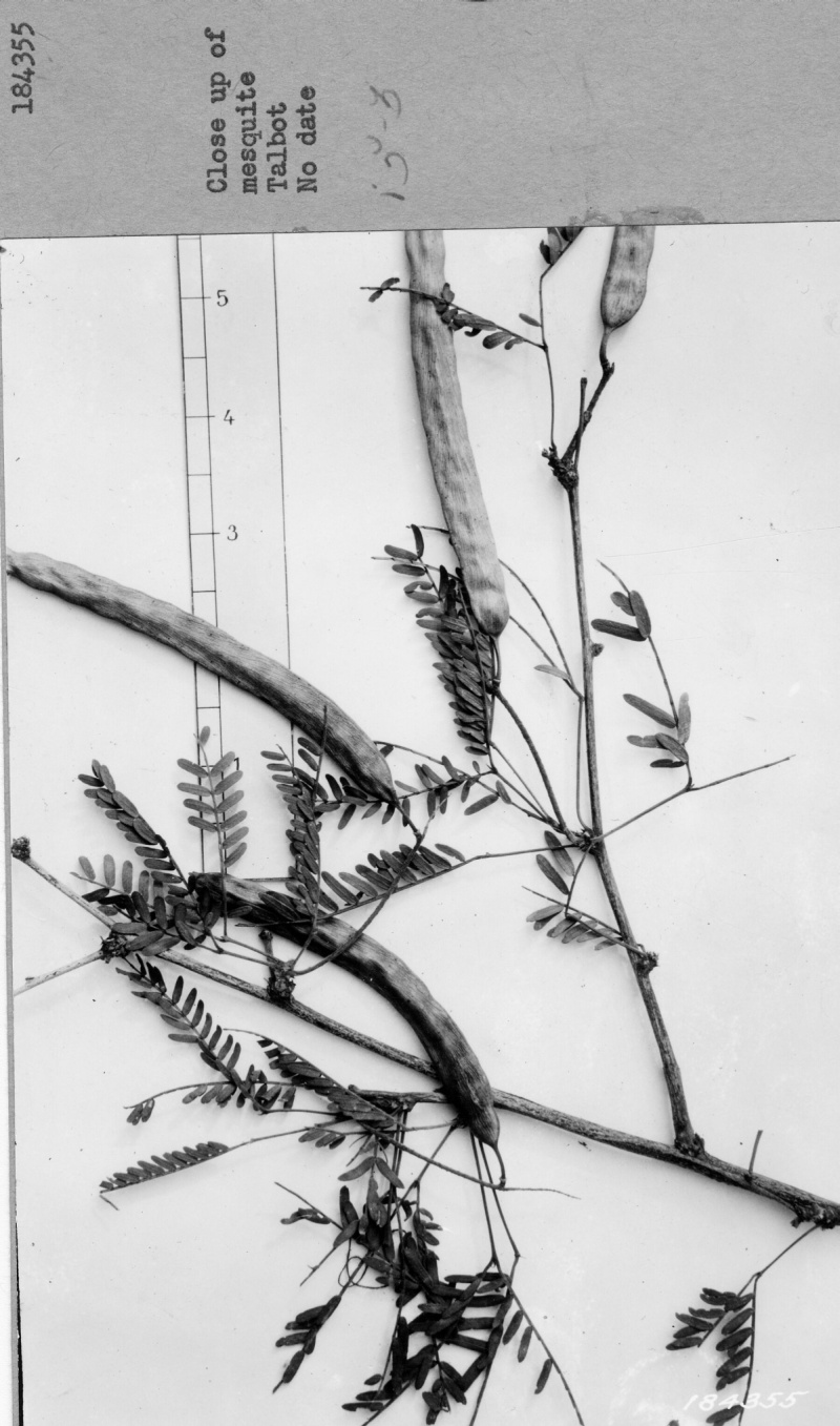 Range Study