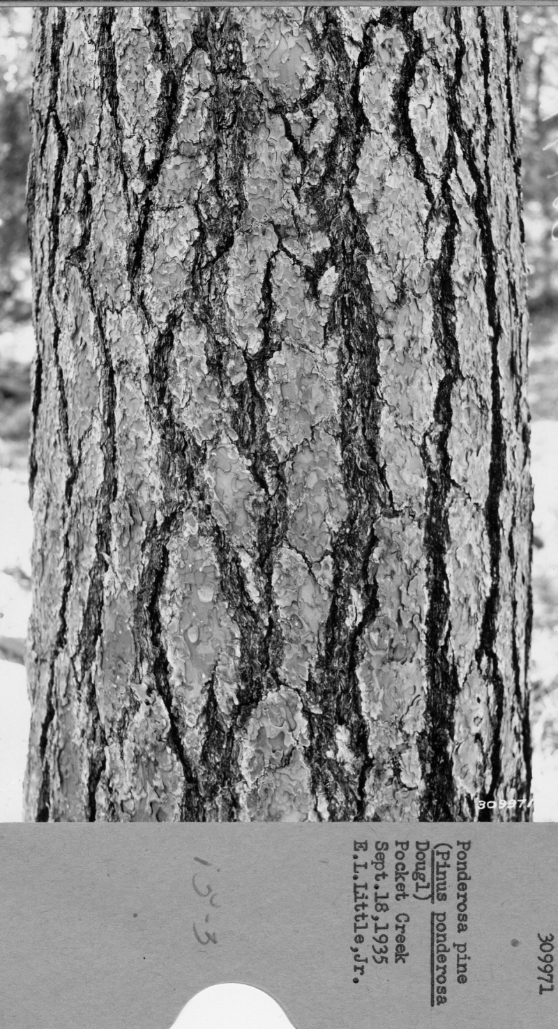 Bark and leaves