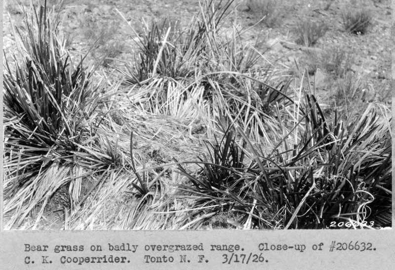overgrazed range