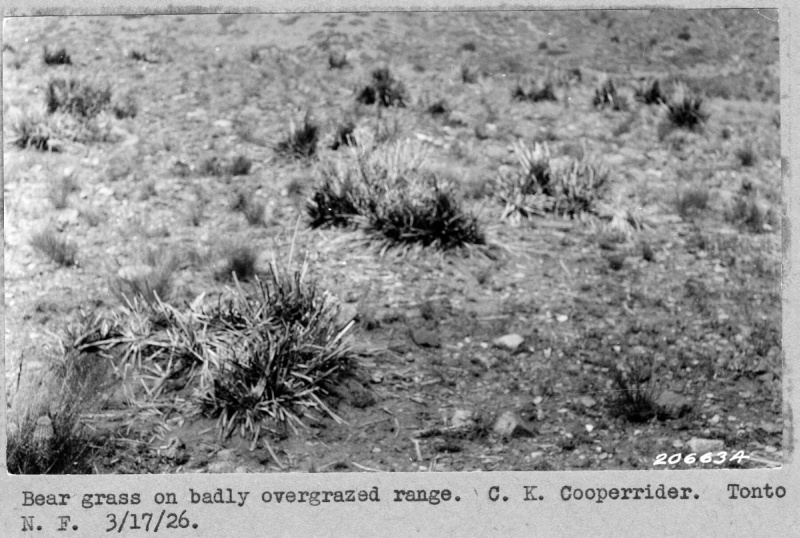 overgrazed range