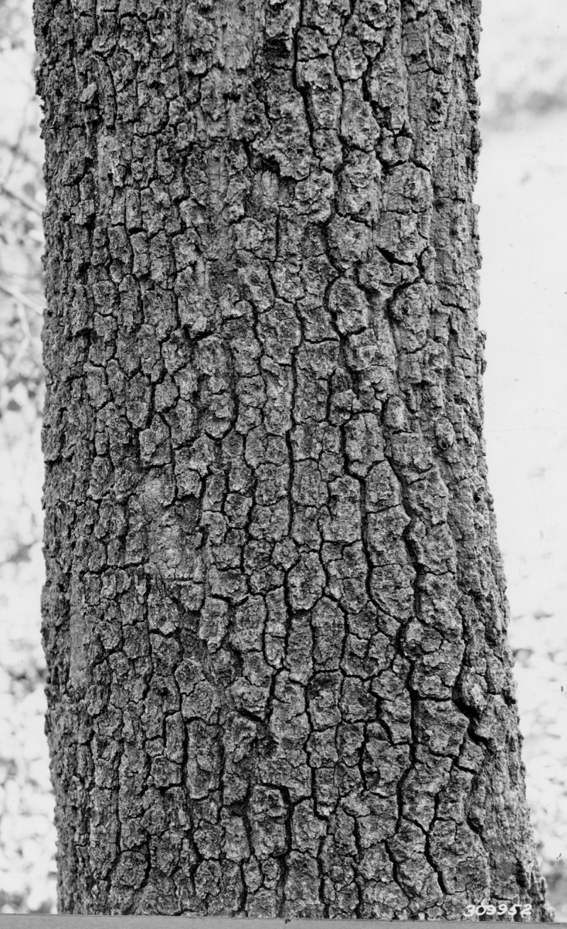 Bark and leaves
