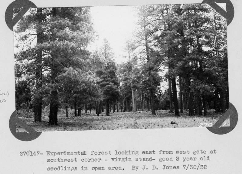 Seedlings In Open Area