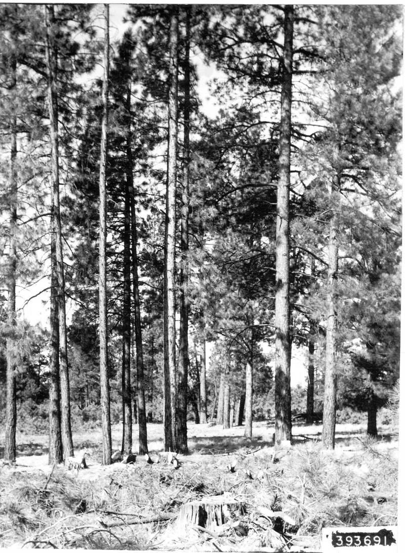 selection cutting