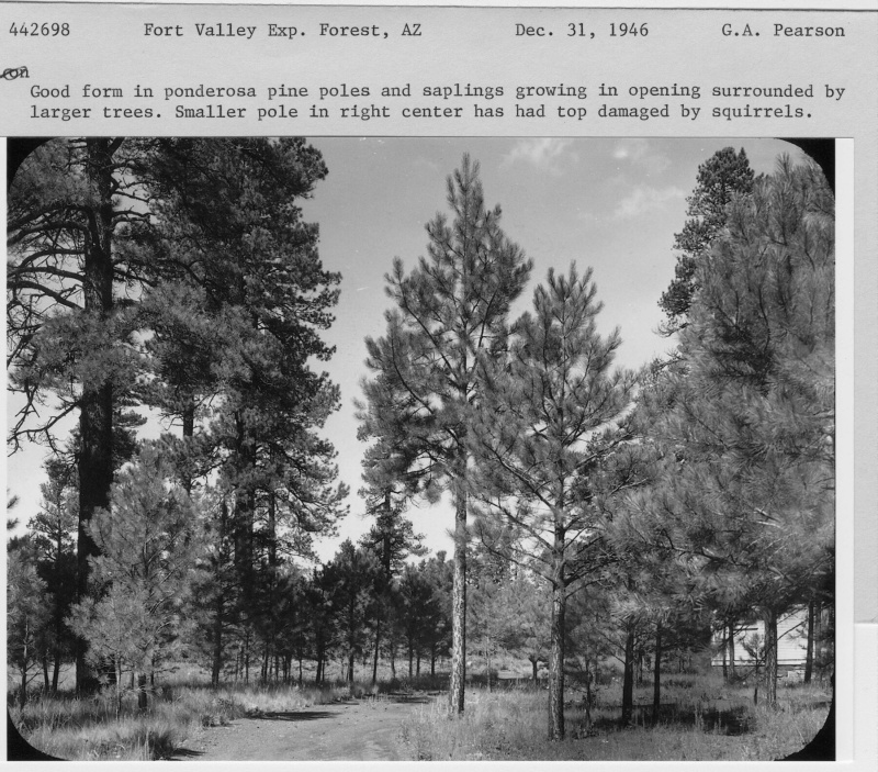 Good form of Ponderosa Pine