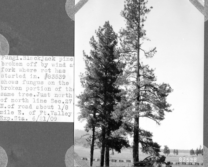 ponderosa pine effected by fungi