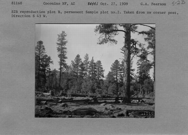 ponderosa pine reproduction