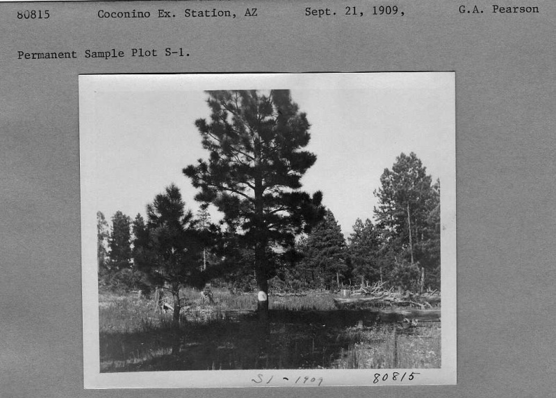 ponderosa pine regeneration