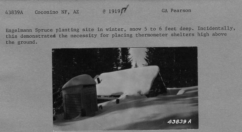 Engelmann Spruce planting site