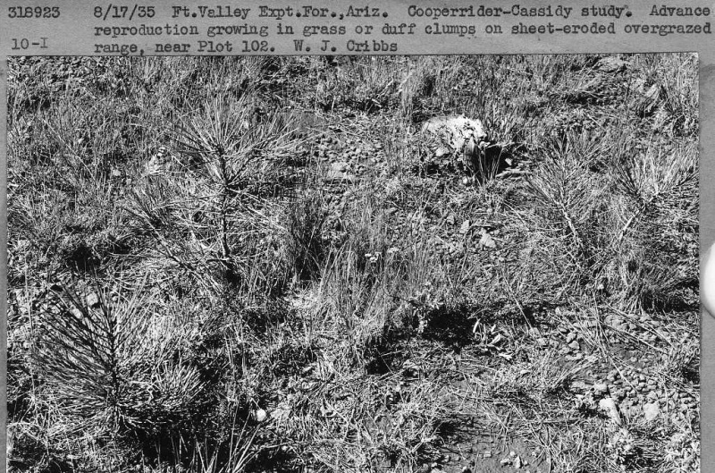 ponderosa pine regeneration
