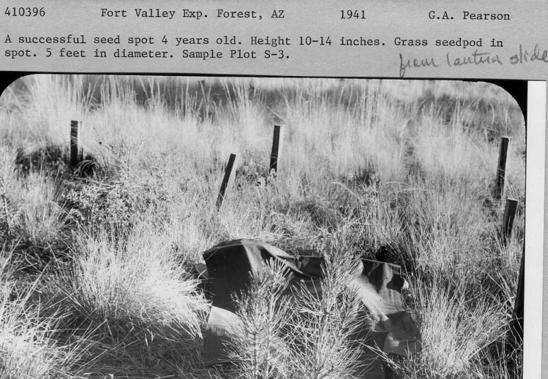 ponderosa pine seed spot