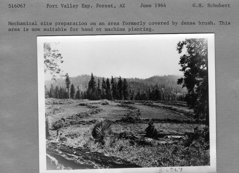 ponderosa pine reproduction