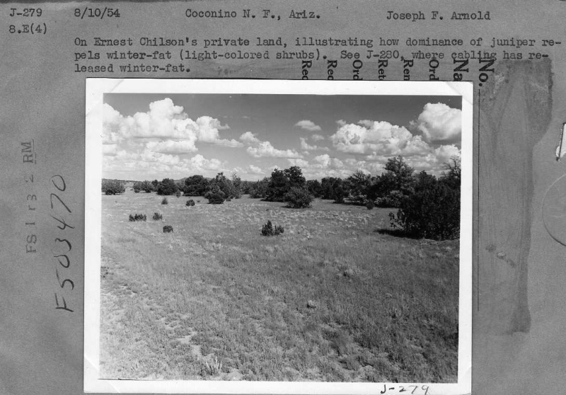 juniper eradication